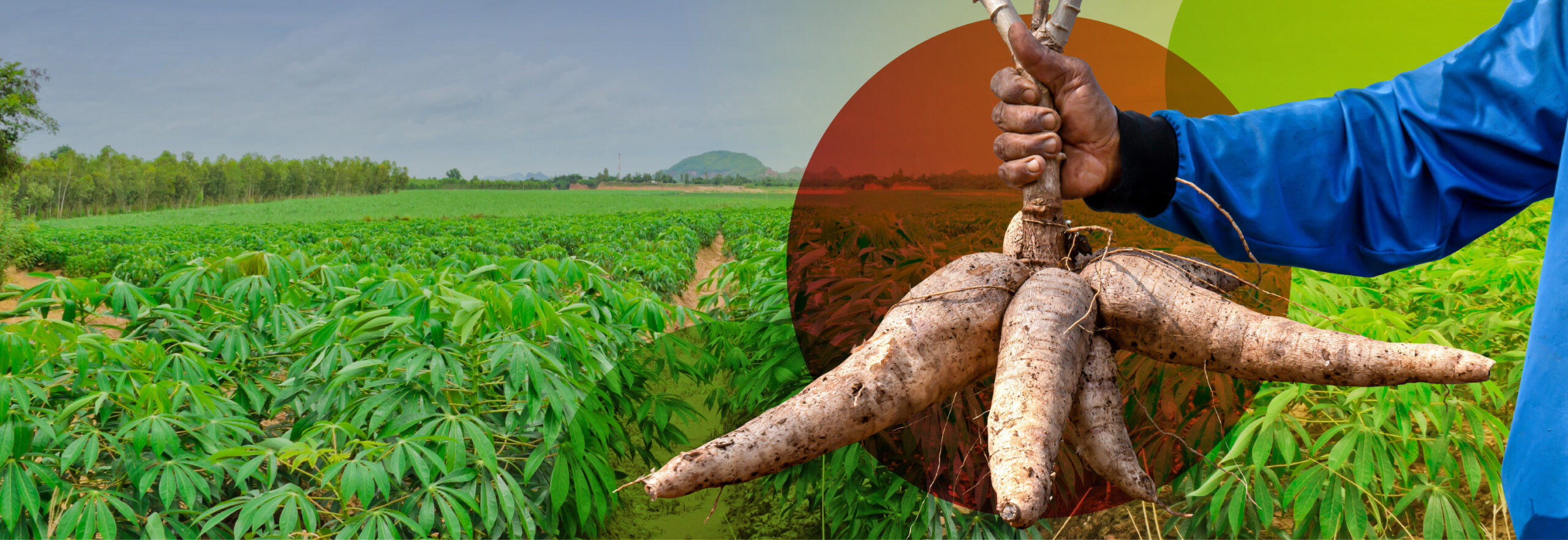 Supply Chain of Tapioca Starch
