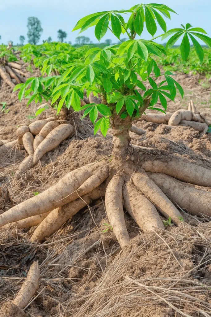 cassava starch in renewable energy
