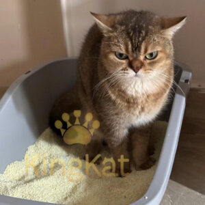 KingKat