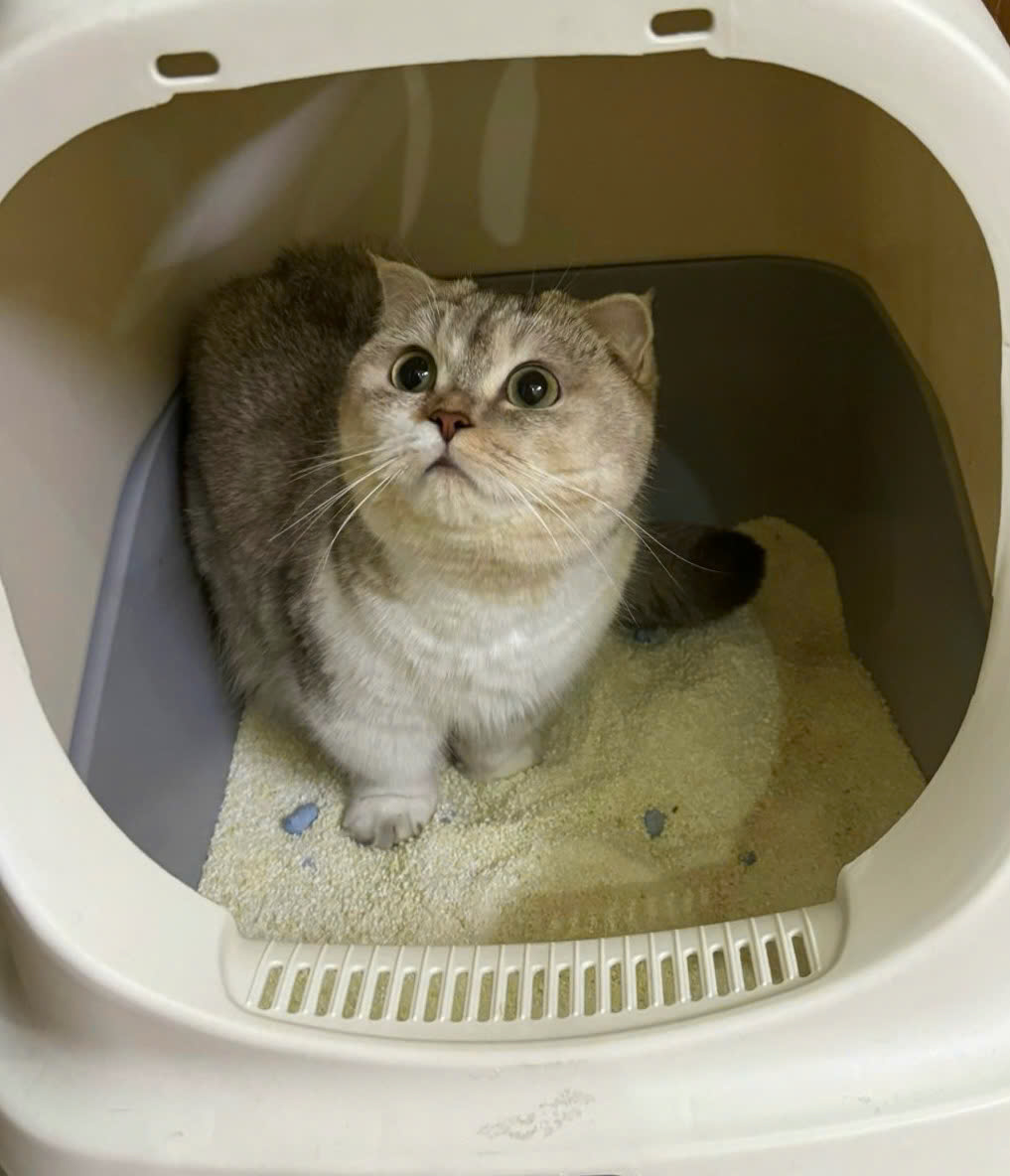 Cassava Cat Litter